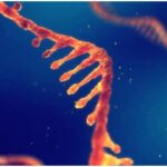 Vaccino anti Covid autoreplicante: ecco le novità